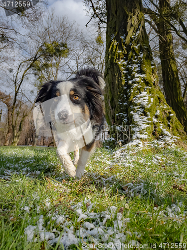 Image of Australian Shepherd Dog at park