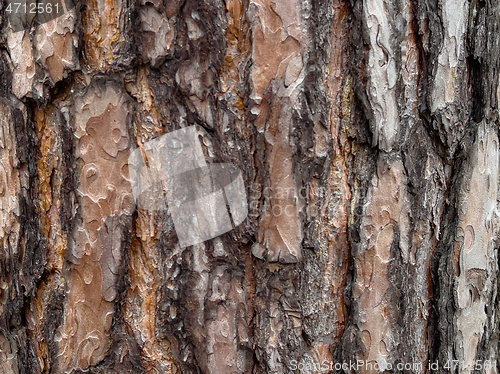 Image of Tree bark texture