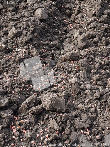 Image of Plowed field at spring