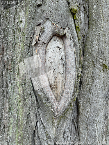 Image of Tree bark texture