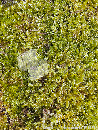 Image of Green moss texture