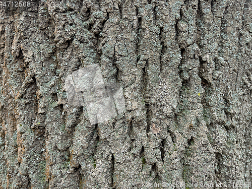 Image of Tree bark texture