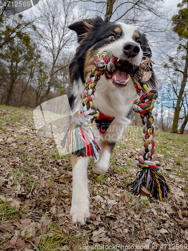 Image of Australian Shepherd Dog at park