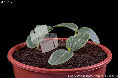 Image of Small green cucumbers seedling