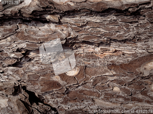 Image of Tree bark texture