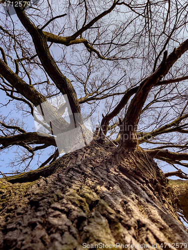 Image of Tree trunk and branches