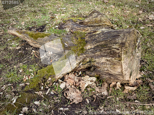 Image of Old tree stump covered moss