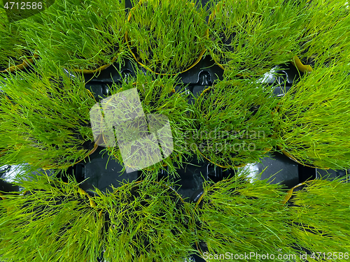 Image of Green grass in pot