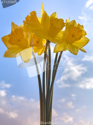 Image of Spring Daffodil flowers