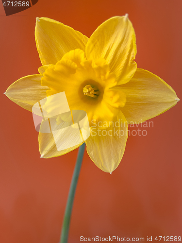 Image of Spring Daffodil flowers