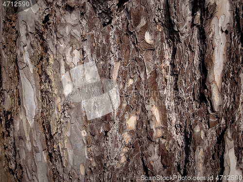 Image of Tree bark texture