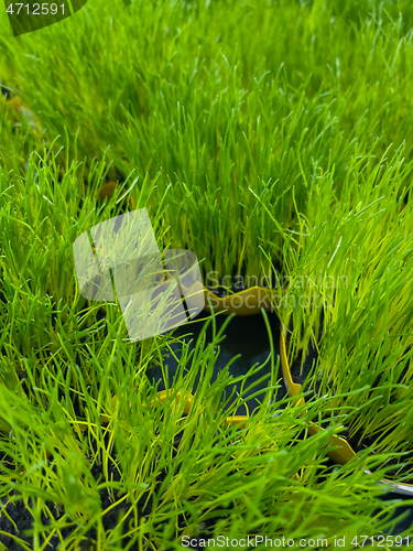 Image of Green grass in pot