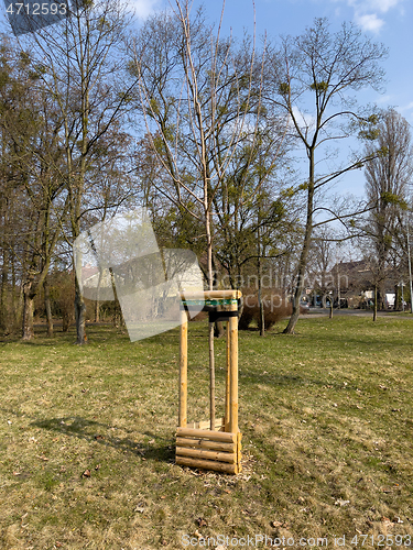 Image of Planting trees in park