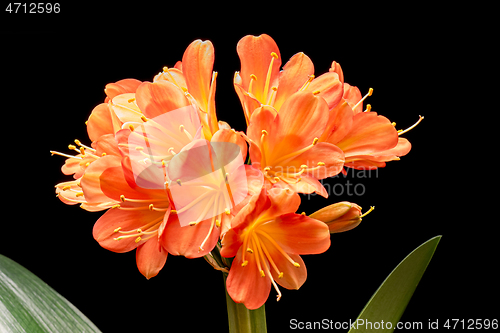 Image of Blooming orange Amaryllis flower