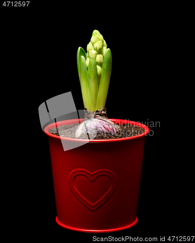 Image of Blooming Hyacinth flower