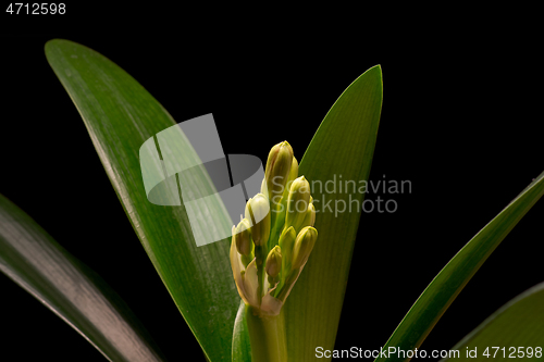 Image of Blooming orange Amaryllis flower