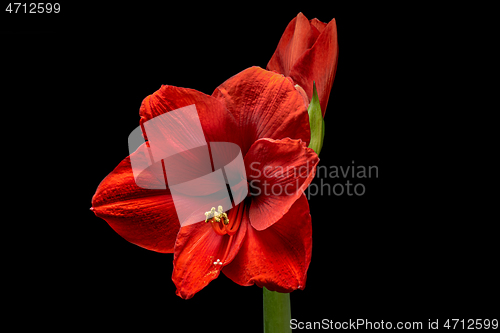 Image of Blooming red Amaryllis flower