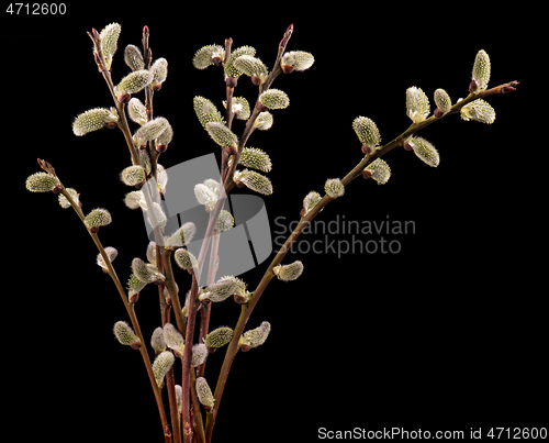 Image of Blooming willow flowers