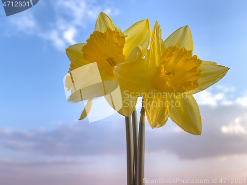 Image of Spring Daffodil flowers