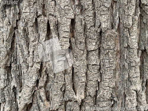 Image of Tree bark texture