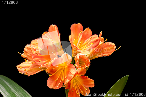 Image of Blooming orange Amaryllis flower