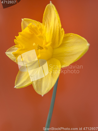 Image of Spring Daffodil flowers