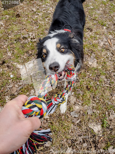 Image of Australian Shepherd Dog at park