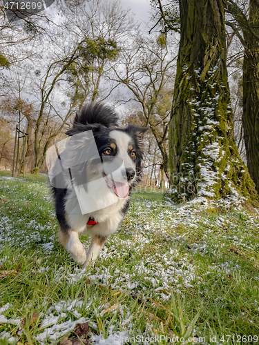 Image of Australian Shepherd Dog at park