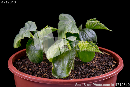 Image of Small green cucumbers seedling