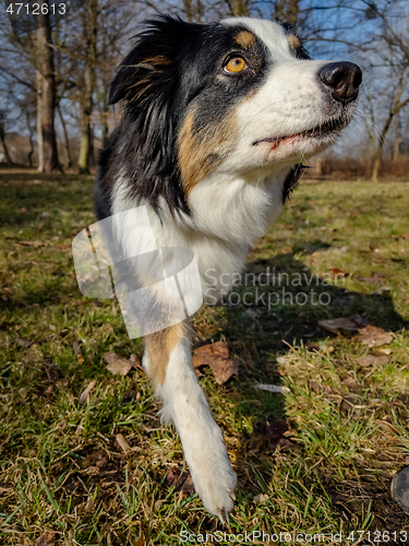 Image of Australian Shepherd Dog at park