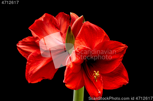 Image of Blooming red Amaryllis flower