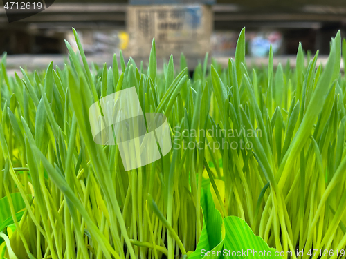 Image of Green grass in pot