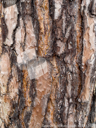 Image of Tree bark texture