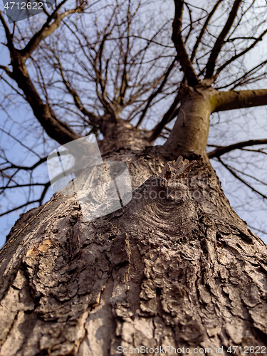 Image of Tree trunk and branches