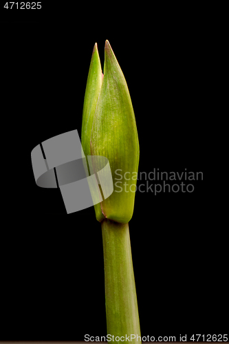 Image of Blooming red Amaryllis flower