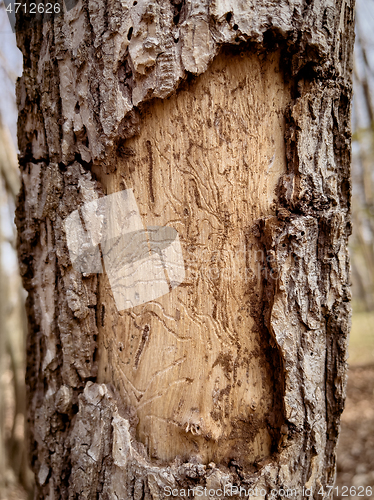 Image of Diseased tree with exfoliating bark