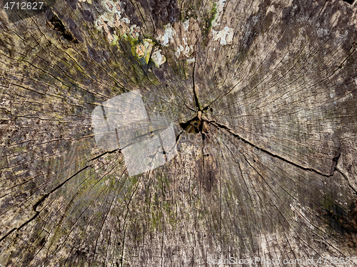 Image of Cross section of tree