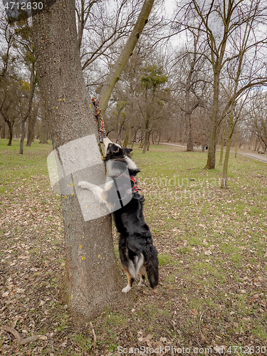 Image of Australian Shepherd Dog at park