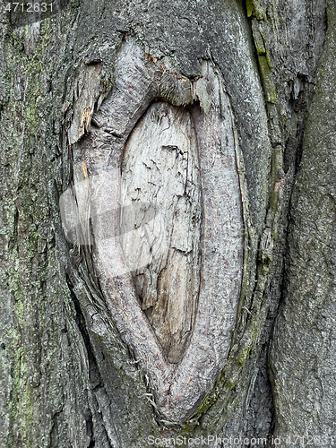 Image of Tree bark texture