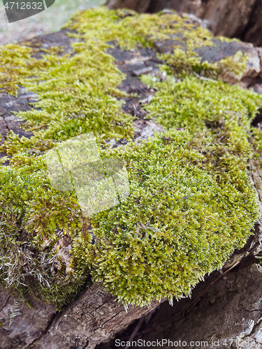 Image of Green moss texture