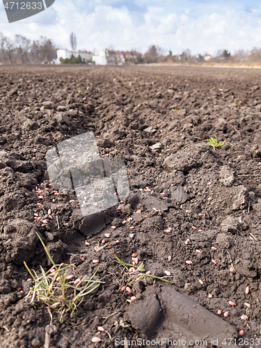 Image of Plowed field at spring