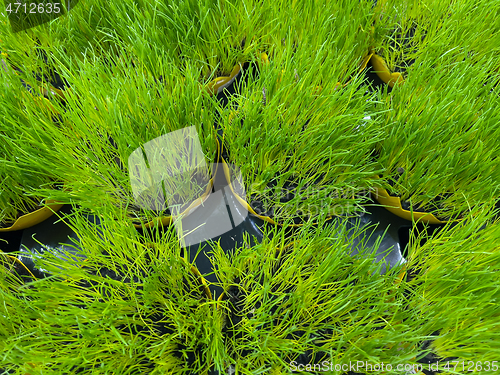 Image of Green grass in pot