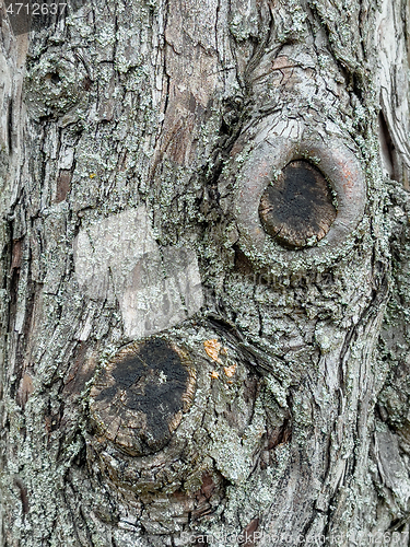 Image of Tree bark texture