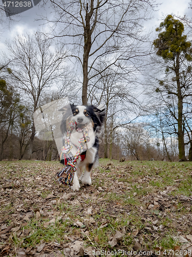 Image of Australian Shepherd Dog at park