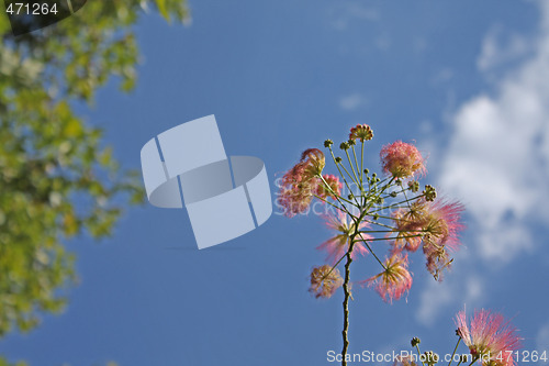 Image of Summer albizia