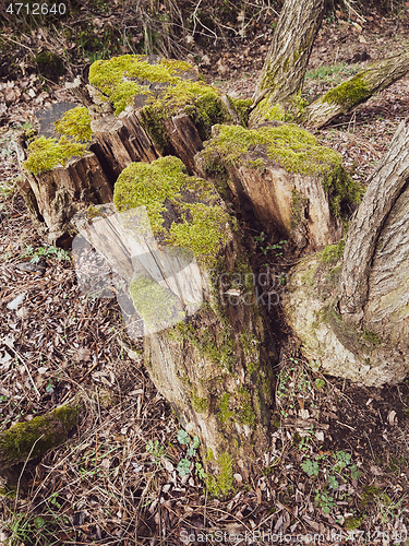 Image of Old tree stump covered moss