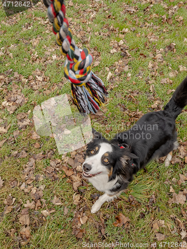 Image of Australian Shepherd Dog at park