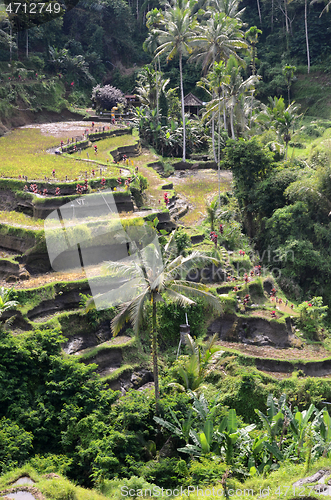 Image of Tegalalang rice terraces in Ubud, Bali