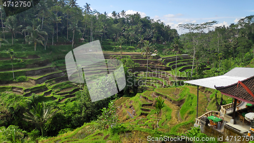 Image of Tegalalang rice terraces in Ubud, Bali