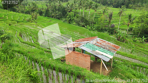 Image of Jatiluwih rice terrace with sunny day in Ubud, Bali